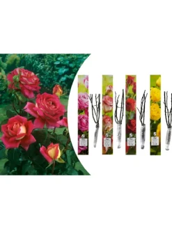 4er-Set: Duftende großblumige Gartenrosen in Bunt