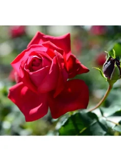 4er-Set: Duftende großblumige Gartenrosen in Bunt