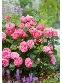 4er-Set: Duftende großblumige Gartenrosen in Bunt