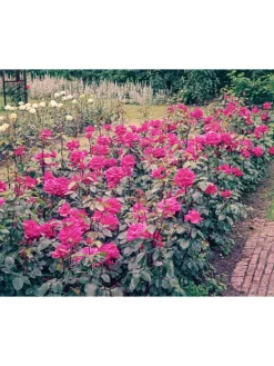 4er-Set: Duftende großblumige Gartenrosen in Bunt