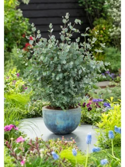 2er-Set: Eucalyptus gunnii Azura am Stamm