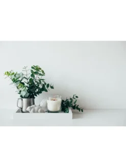 2er-Set: Eucalyptus gunnii Azura am Stamm