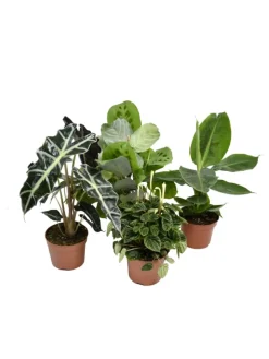 4er-Set: Exotischer Zimmerpflanzen-Mix