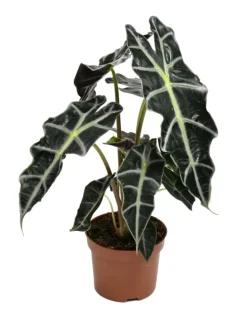 4er-Set: Exotischer Zimmerpflanzen-Mix