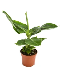 4er-Set: Exotischer Zimmerpflanzen-Mix