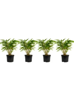 4er-Set: Fargesia (Schrimbambus) Medium nicht wuchernd
