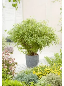 4er-Set: Fargesia (Schrimbambus) Medium nicht wuchernd