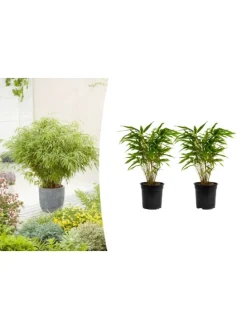 2er-Set: Fargesia (Schrimbambus) Medium nicht wuchernd