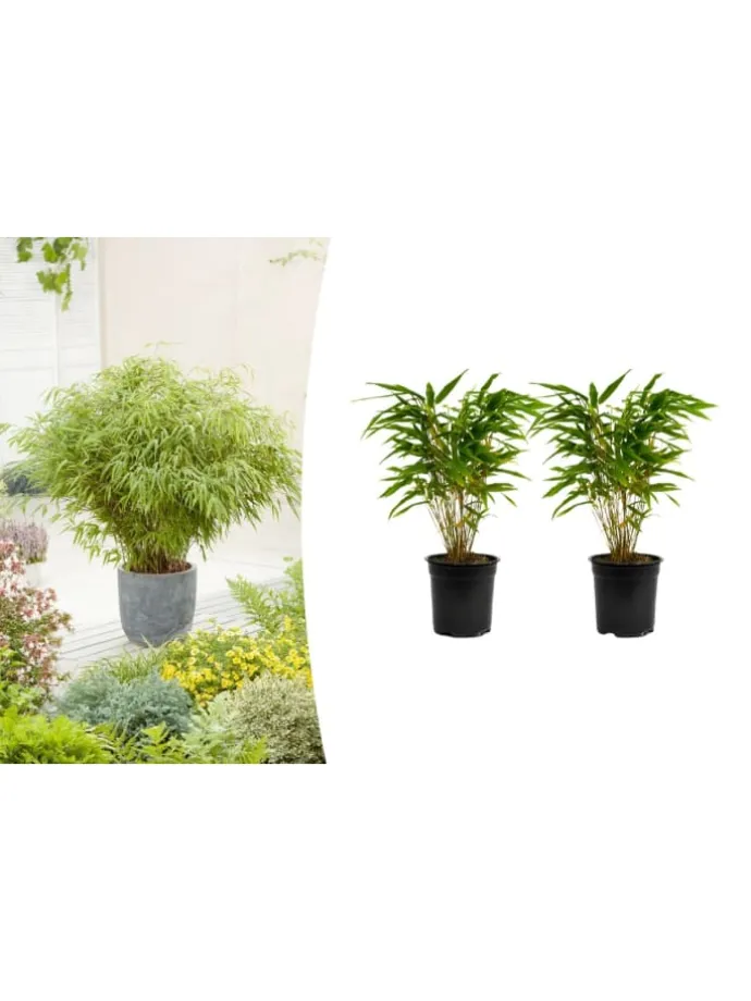 2er-Set: Fargesia (Schrimbambus) Medium nicht wuchernd