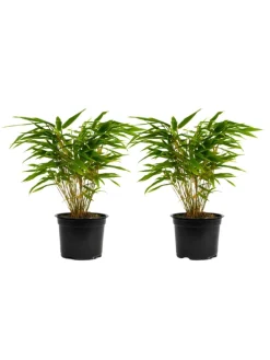 2er-Set: Fargesia (Schrimbambus) Medium nicht wuchernd