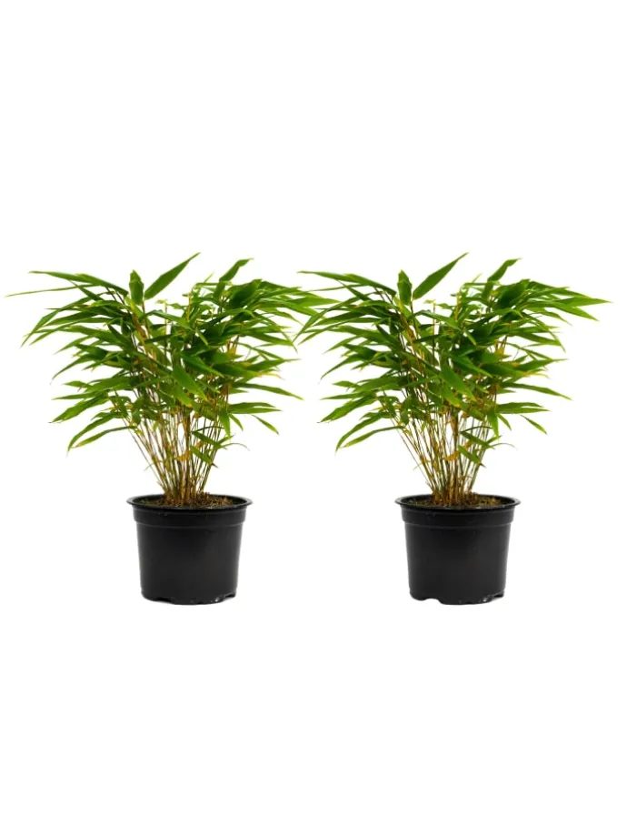 2er-Set: Fargesia (Schrimbambus) Medium nicht wuchernd
