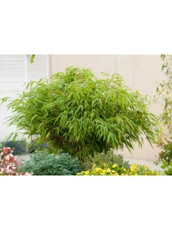 2er-Set: Fargesia (Schrimbambus) Medium nicht wuchernd