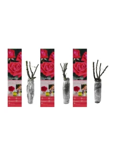 3er-Set: Großblütige Rosen in Rosa
