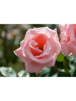 3er-Set: Großblütige Rosen in Rosa