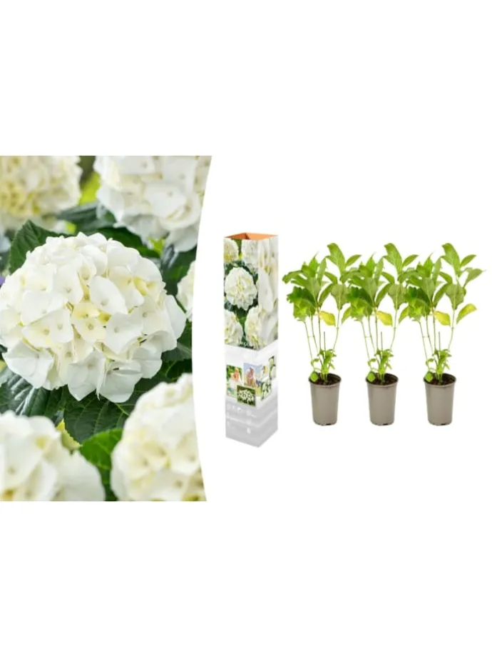3er-Set: Hortensie (Hydrangea macrophylla) in Weiß
