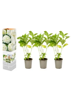 3er-Set: Hortensie (Hydrangea macrophylla) in Weiß