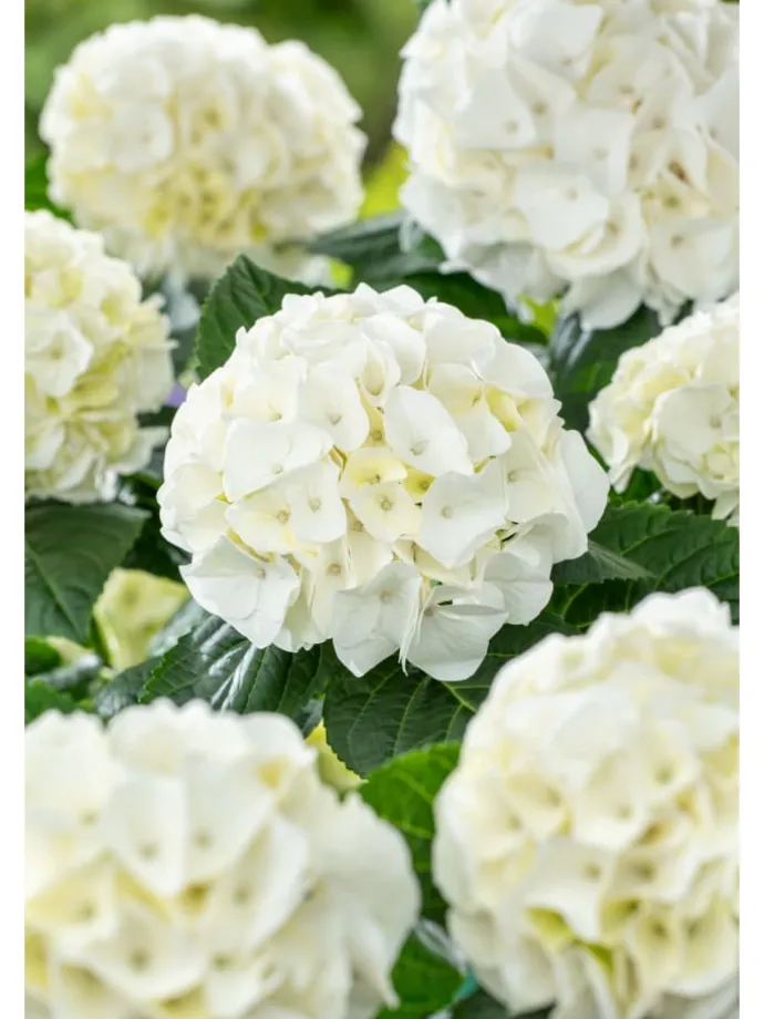 3er-Set: Hortensie (Hydrangea macrophylla) in Weiß