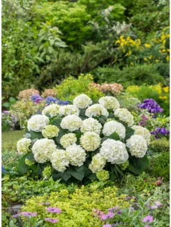 3er-Set: Hortensie (Hydrangea macrophylla) in Weiß