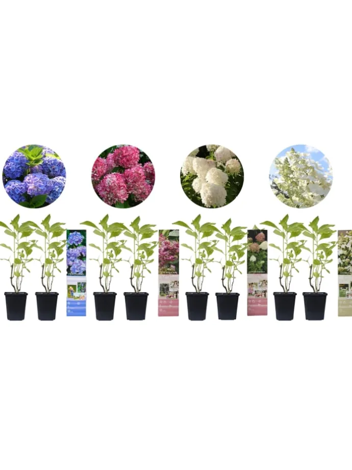 8er-Set: Hortensien in Bunt