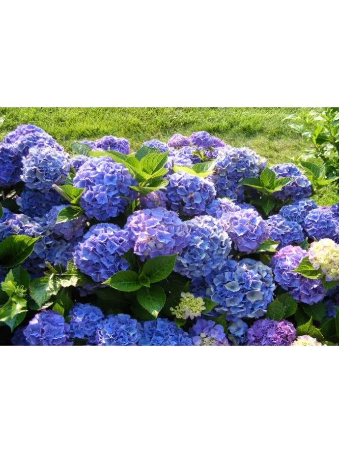 8er-Set: Hortensien in Bunt