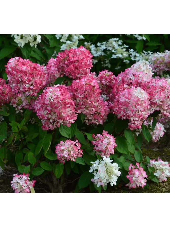 8er-Set: Hortensien in Bunt