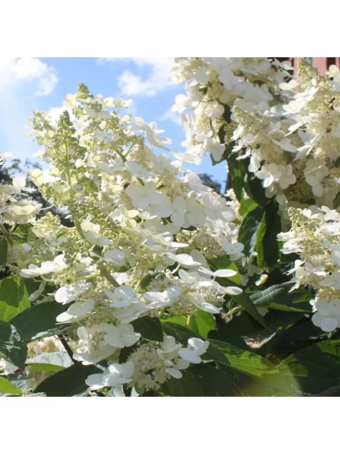 8er-Set: Hortensien in Bunt