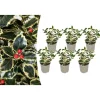 6er-Set: Ilex aquifolium 'Argentea Marginata'