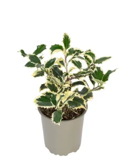 6er-Set: Ilex aquifolium 'Argentea Marginata'