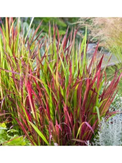 8er-Set: Japanisches Blutgras Imperata cyl. Red Barron in Bunt