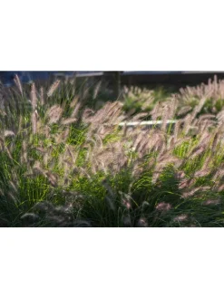 8er-Set: Lampenputzergrases