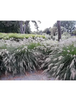 8er-Set: Lampenputzergrases