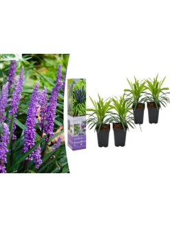 4er-Set: Leliengras Liriope Muscari in Lila