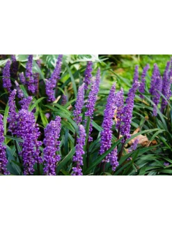 4er-Set: Leliengras Liriope Muscari in Lila