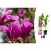 6er-Set: Magnolien Susan in Rosa