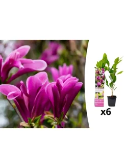 6er-Set: Magnolien Susan in Rosa