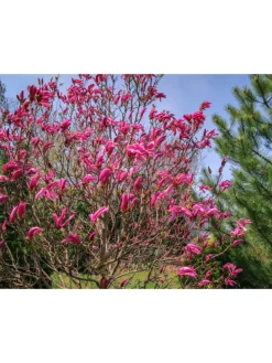 6er-Set: Magnolien Susan in Rosa