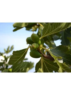 8er-Set: Mediterrane Pflanzen in Bunt