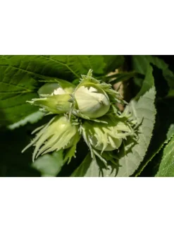 4er-Set: Nusspflanzen in Bunt