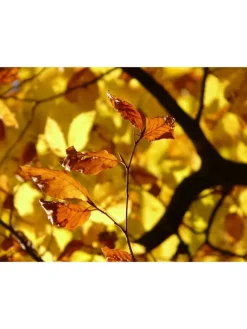 4er-Set: Nusspflanzen in Bunt