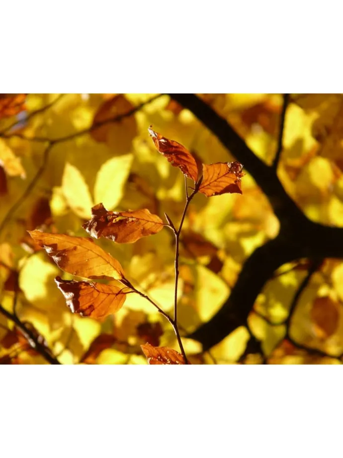 4er-Set: Nusspflanzen in Bunt