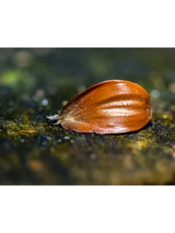 4er-Set: Nusspflanzen in Bunt