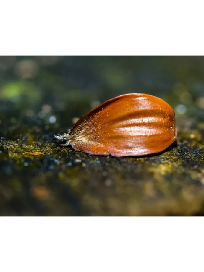 4er-Set: Nusspflanzen in Bunt