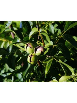 4er-Set: Nusspflanzen in Bunt