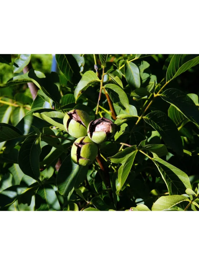 4er-Set: Nusspflanzen in Bunt