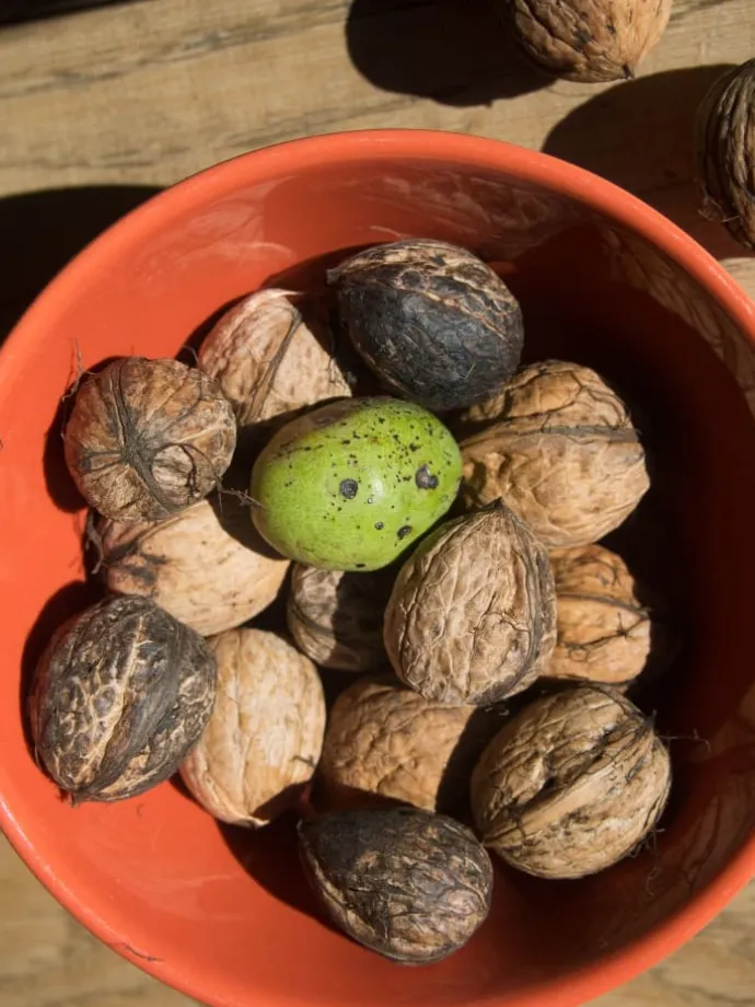 4er-Set: Nusspflanzen in Bunt