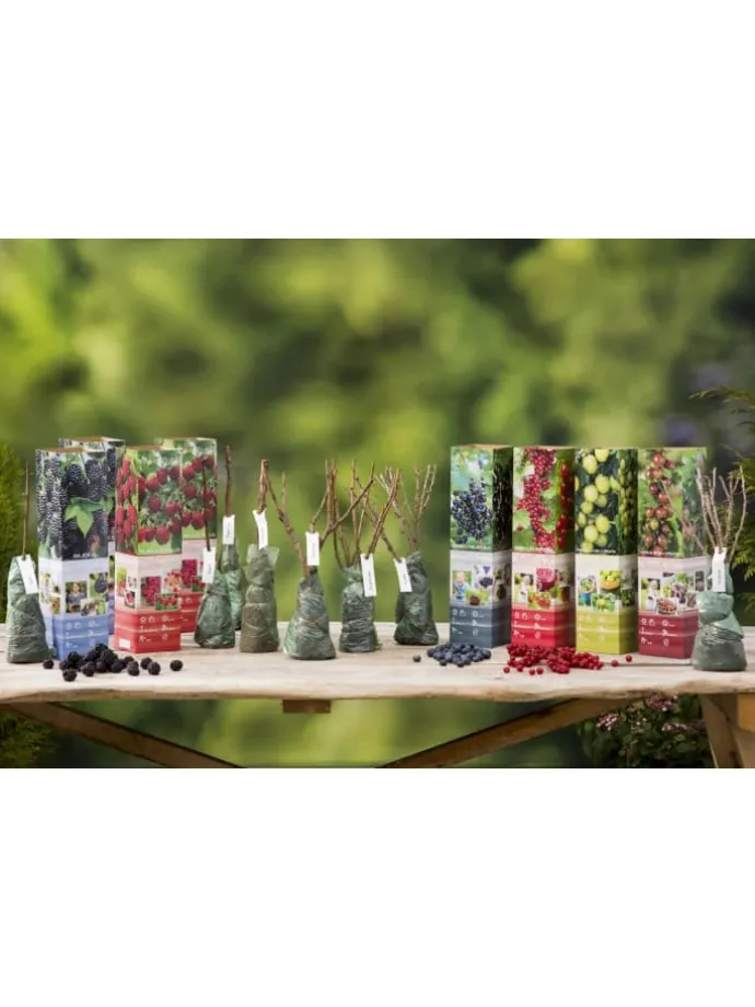 8er-Set: Obstpflanzen in Bunt