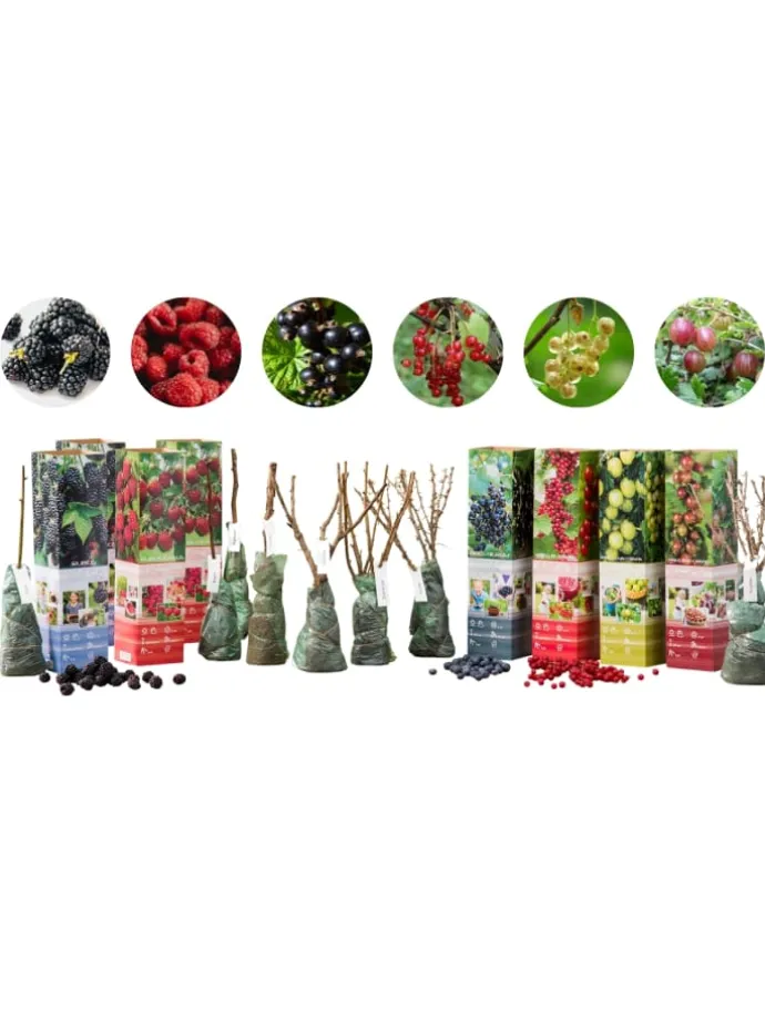 8er-Set: Obstpflanzen in Bunt