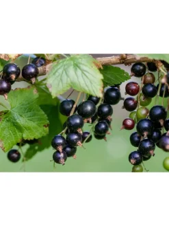 8er-Set: Obstpflanzen in Bunt