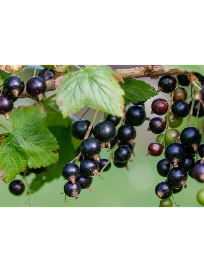 8er-Set: Obstpflanzen in Bunt