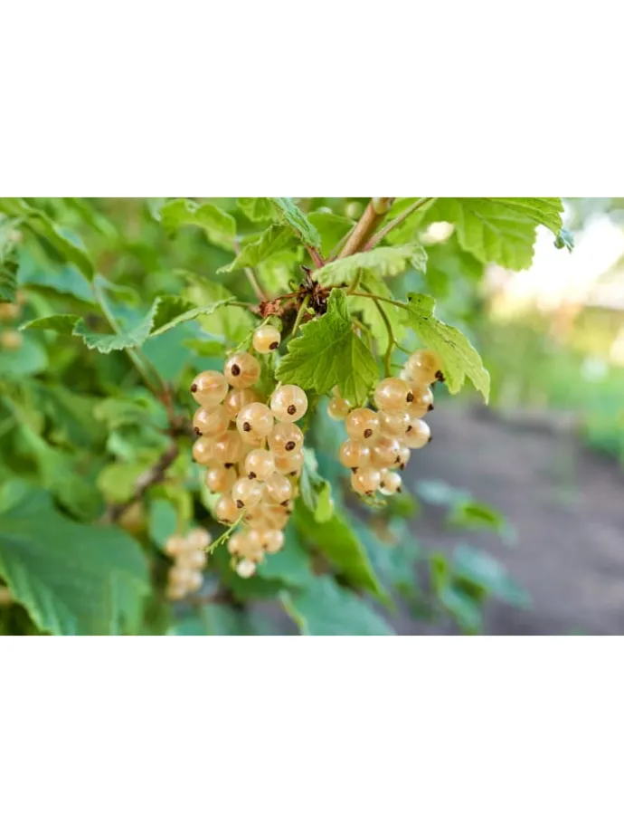 8er-Set: Obstpflanzen in Bunt